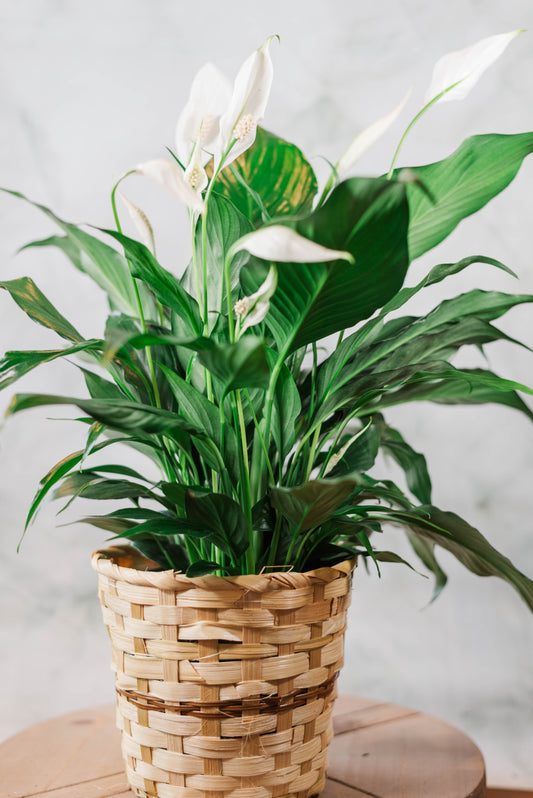 Peace Lily in Basket